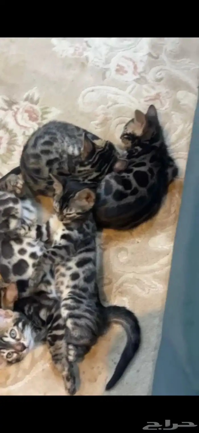 قطط بنغال بلاك سنو سلفر وبروان جميع الالوان 3