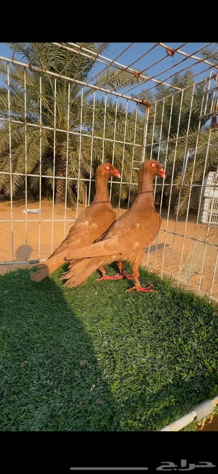 جوز حمام دنش اصفر صافي بولده مستوى فاخر 7