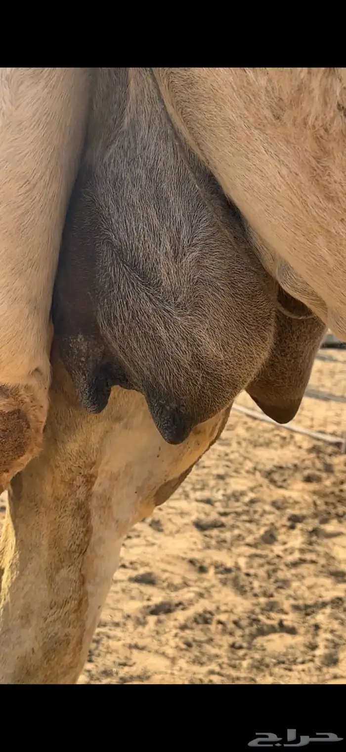 للبيع خلفه هديه 4