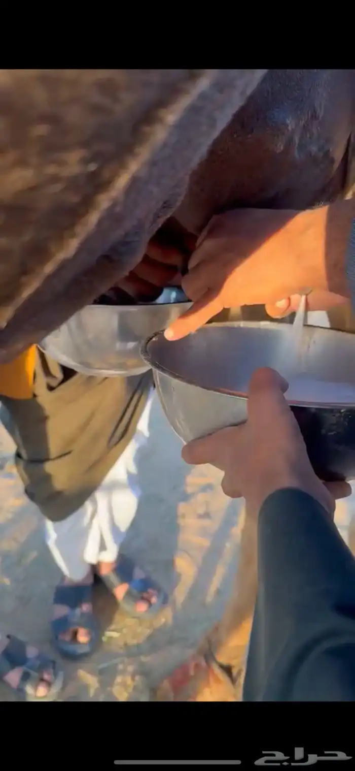 خلفه ام ثاني هديه 2