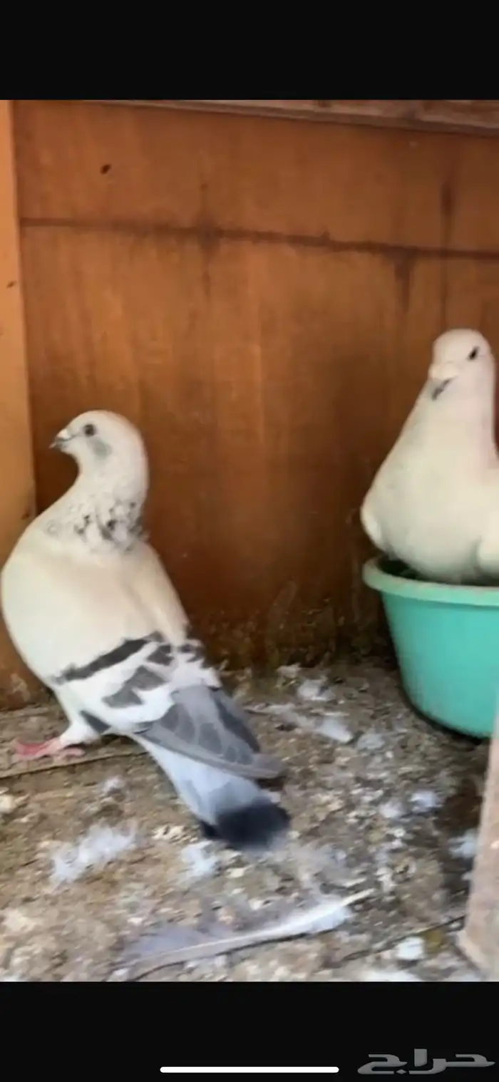 للبيع حمام زاجل فاتح 2