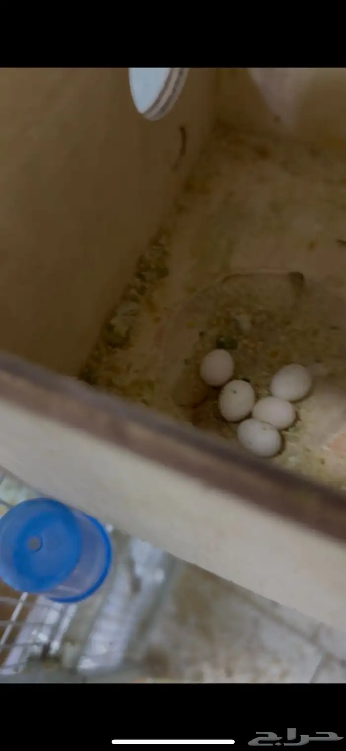 جوز هوقو البينو 1