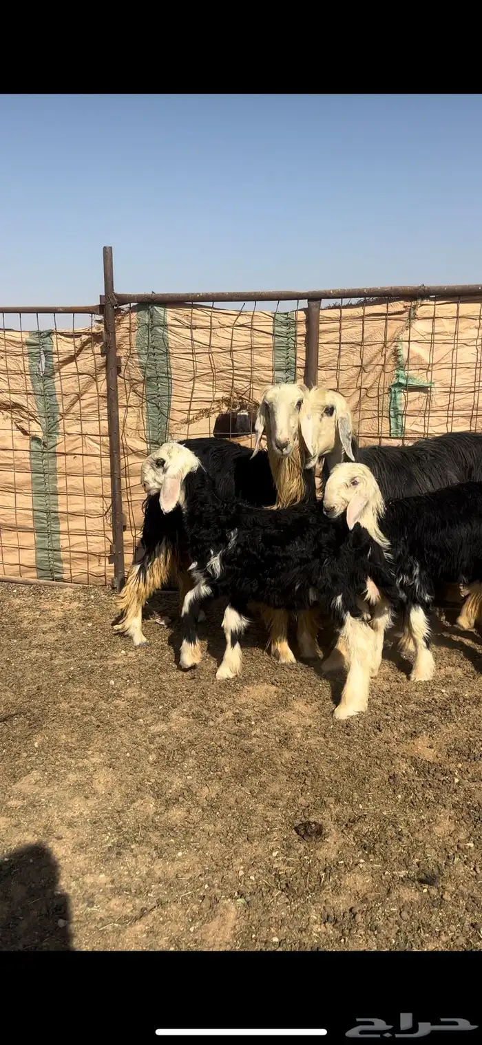 للبيع رغايث نجد 2