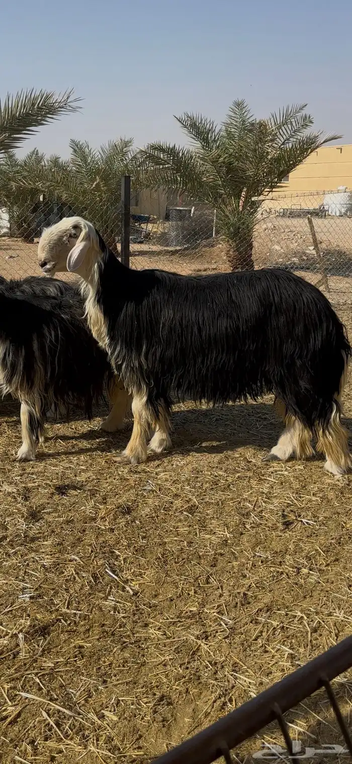 خروف نجدي فاخر 2