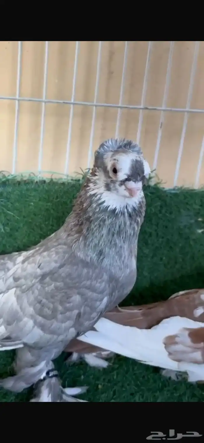 جوز حمام أوزبك 0