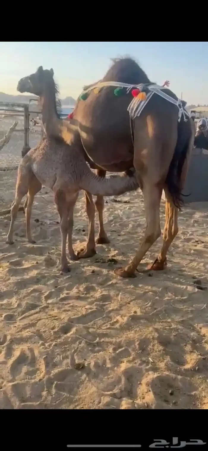 خلفه ام ثاني هديه 0