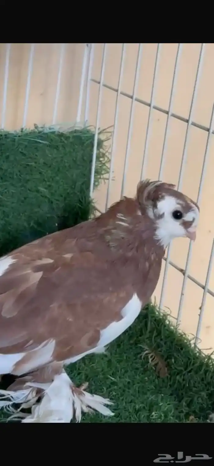 جوز حمام أوزبك 1