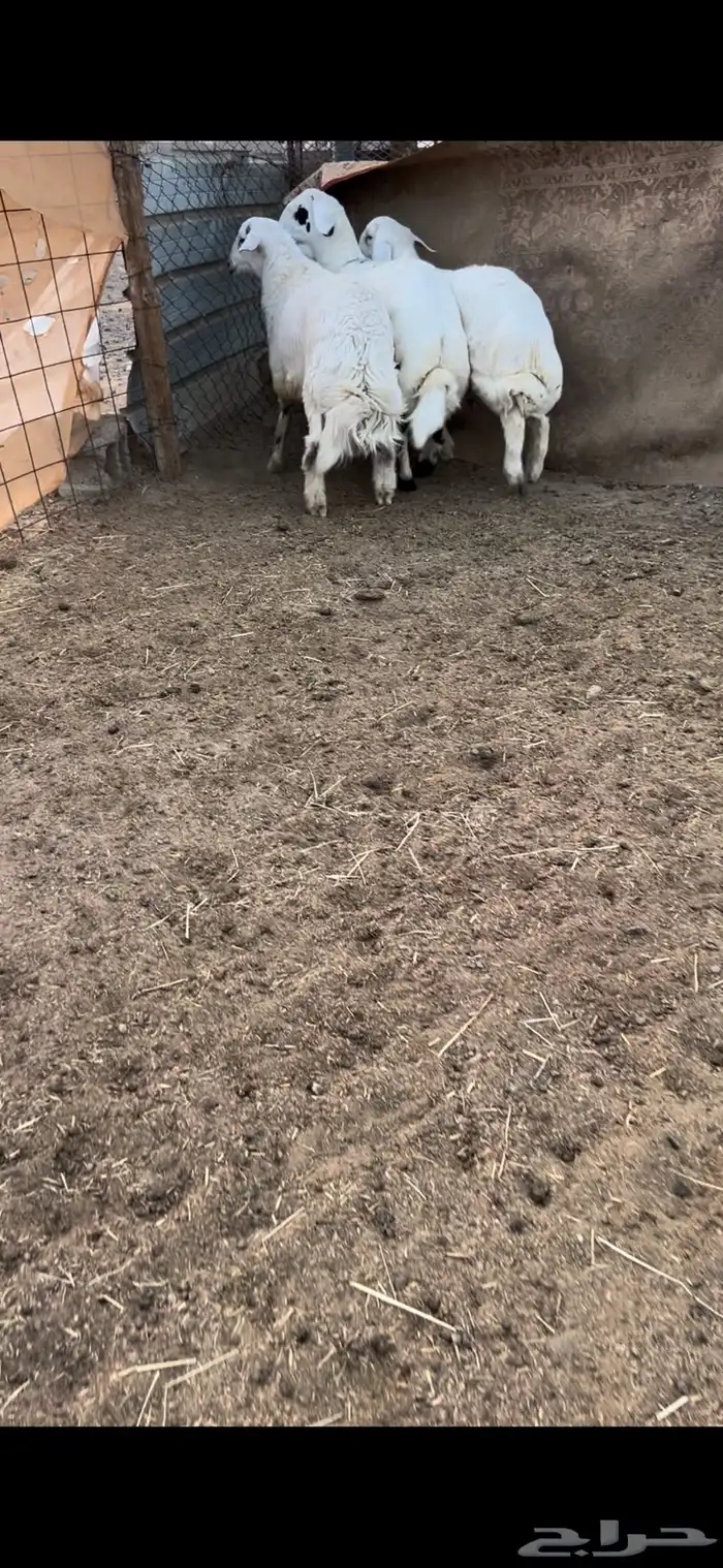 3 طليان حقت مناسبات فل شحم وطراف ونظاف 2