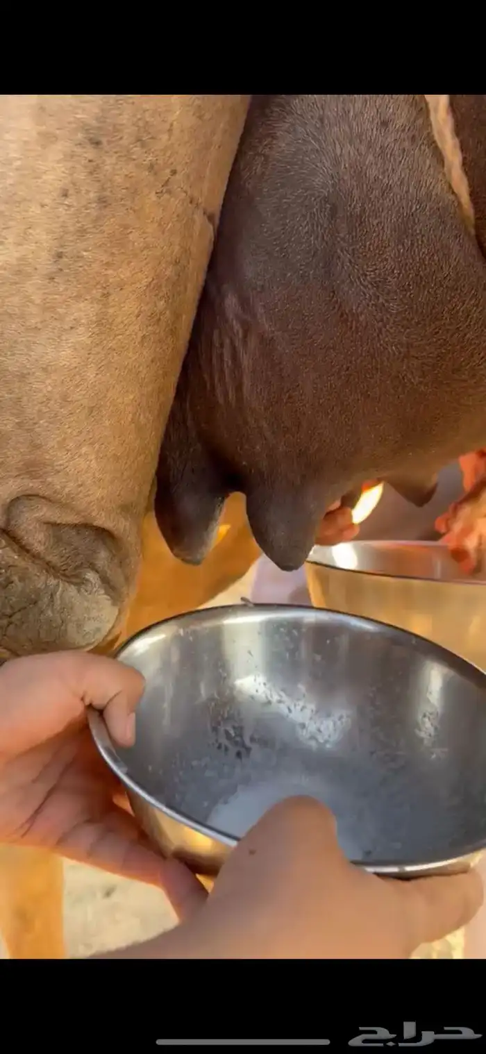 خلفه ام ثاني هديه 1