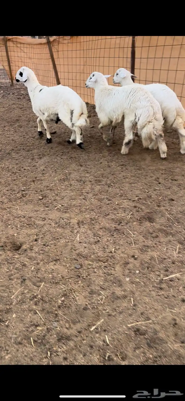 3 طليان حقت مناسبات فل شحم وطراف ونظاف 1