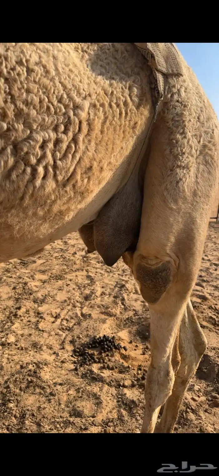 للبيع خلفه هديه 5