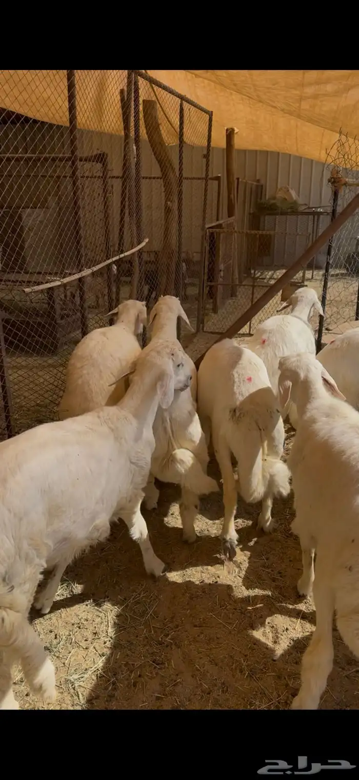 طليان جبره حقت مناسبات 18 كلها طليان 1