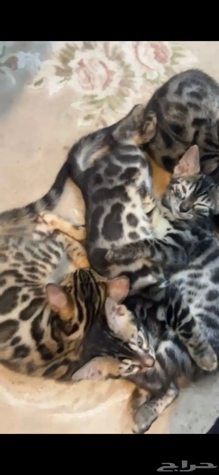 قطط بنغال بلاك سنو سلفر وبروان جميع الالوان 2