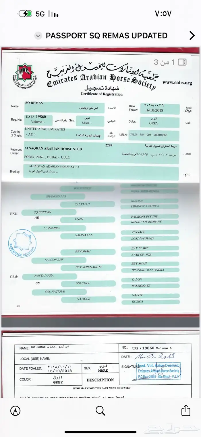 فرس واهو من نوادر الافراس 1