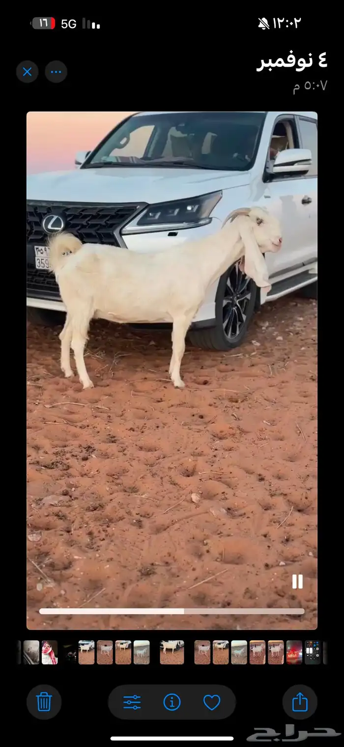 معزا ظرايب مطورات عنز شرط الظريع 2