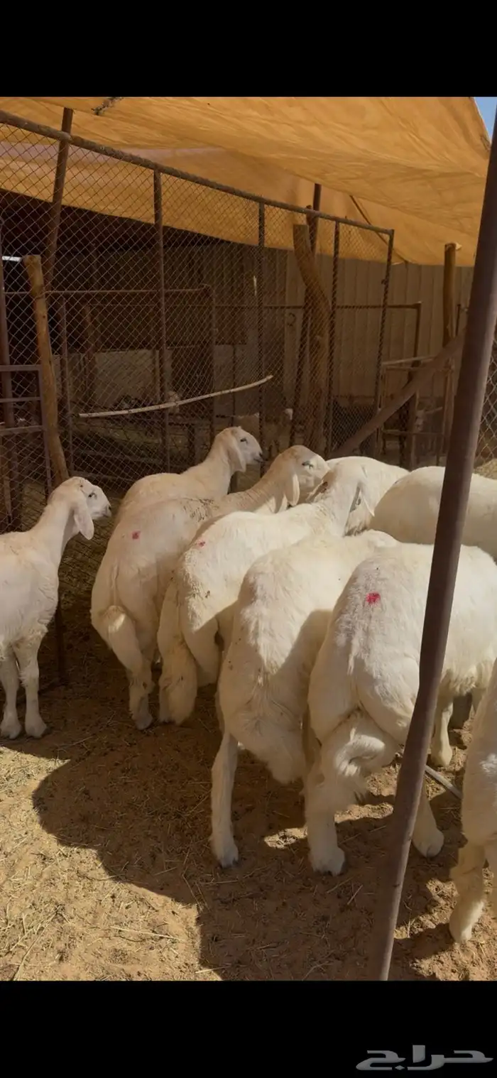 طليان جبره حقت مناسبات 18 كلها طليان 2