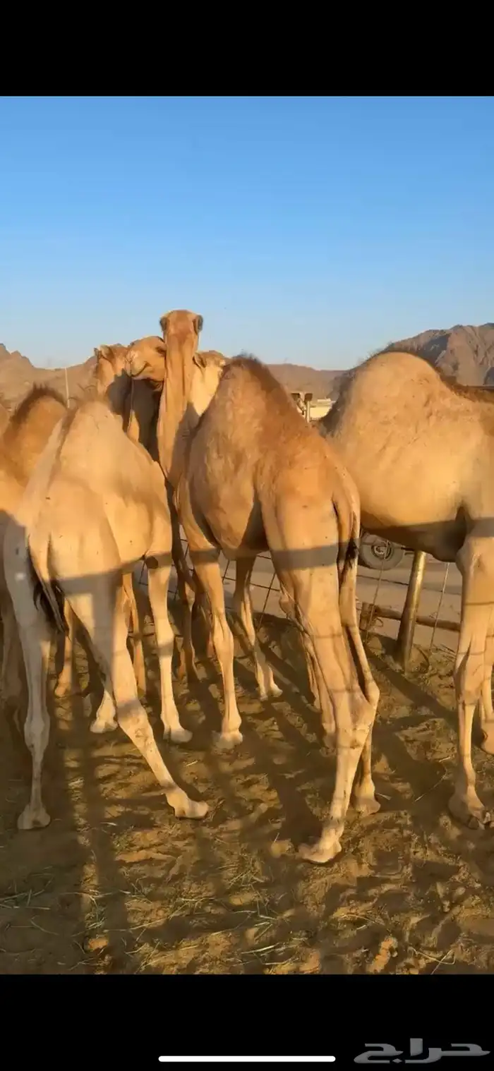 قعدان مفاريد مغلقه 3