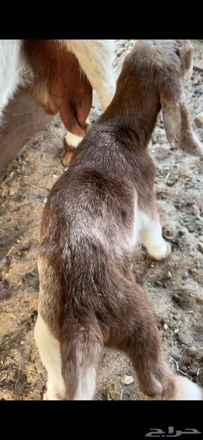 جفره مصريه داغوره ترضع من المعزا 500 2