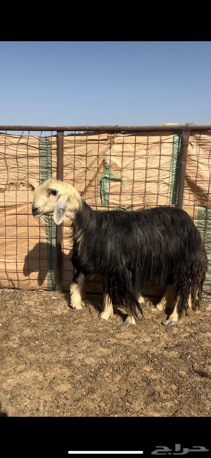 للبيع رغايث نجد 1