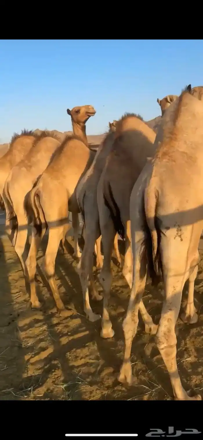 قعدان مفاريد مغلقه 1