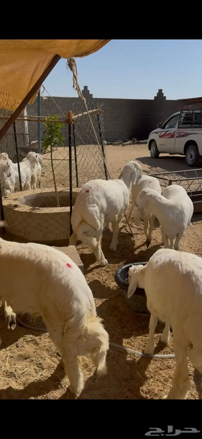 طليان جبره حقت مناسبات 18 كلها طليان 0