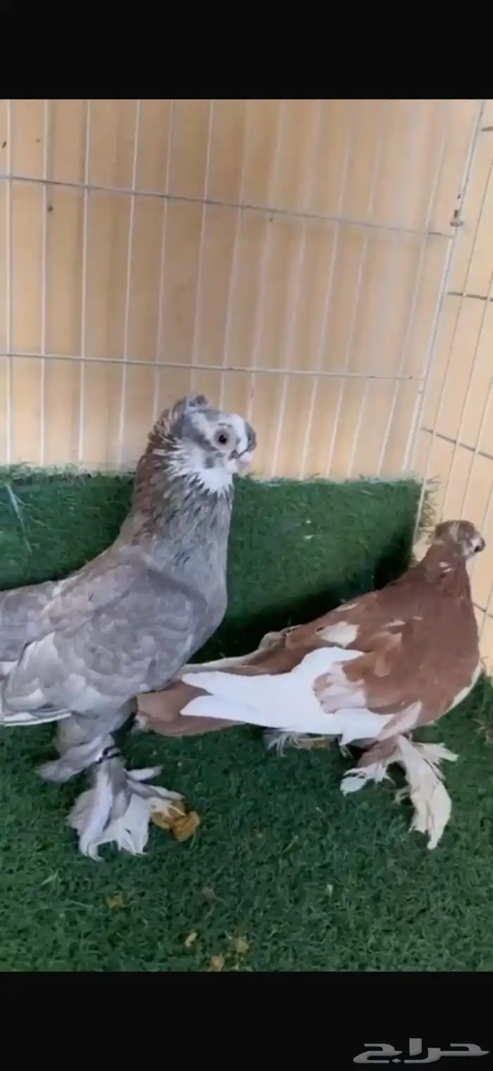 جوز حمام أوزبك 2