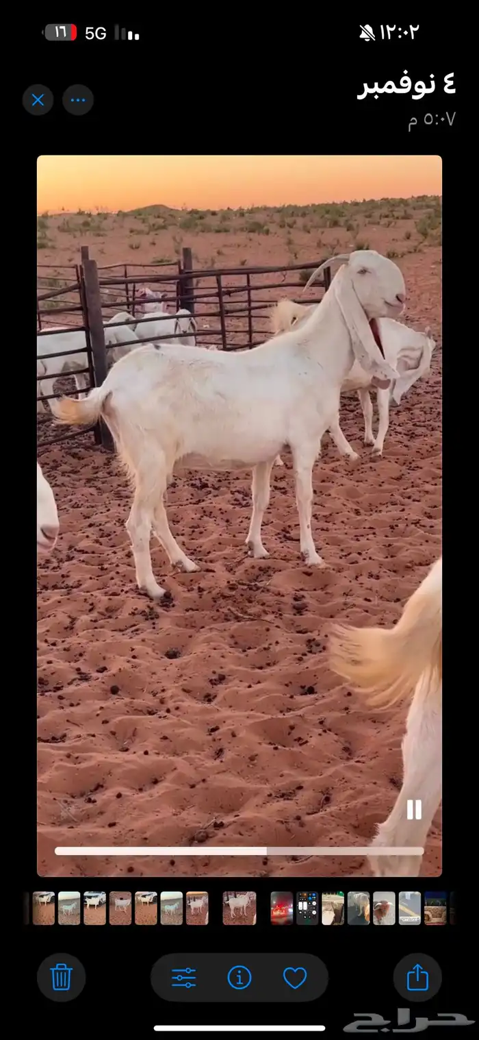 معزا ظرايب مطورات عنز شرط الظريع 1