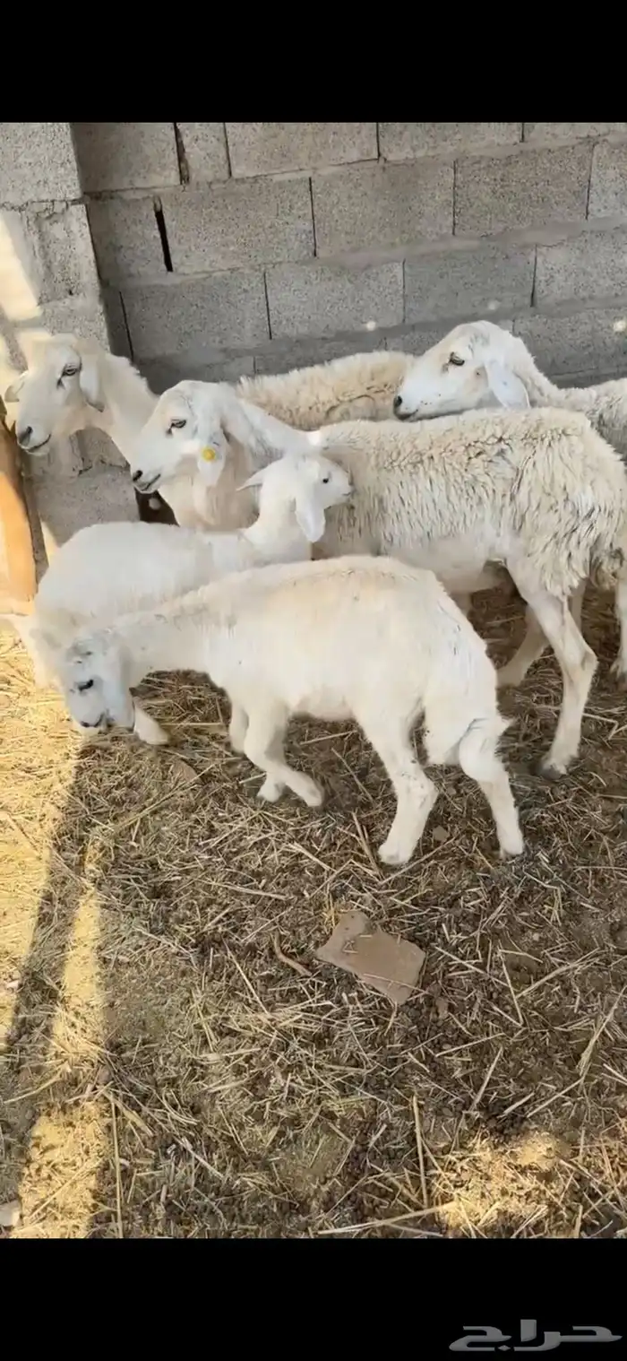 حريات متابيع 0