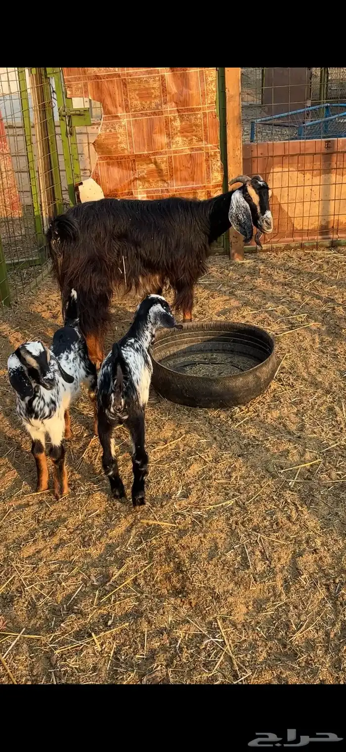 معزا ولد ثنتين معها 4 متاومات 5