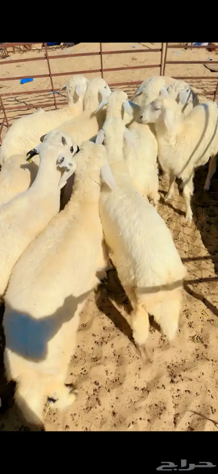 جذعان حري الطايف 2