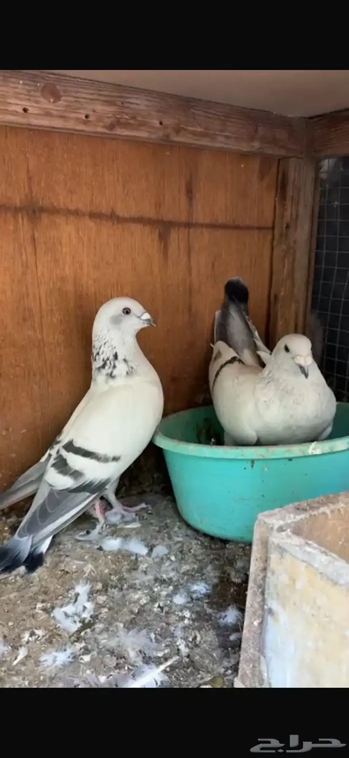 للبيع حمام زاجل فاتح 0