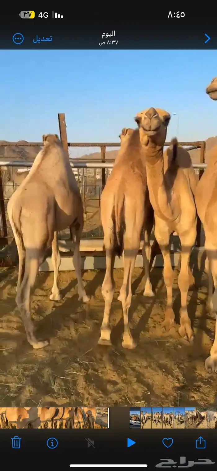 قعدان مفاريد مغلقه 2