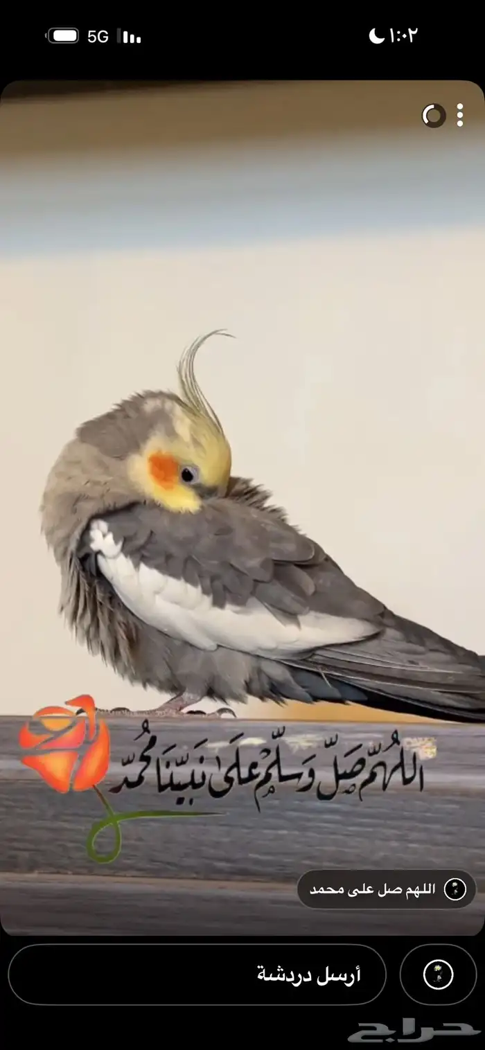 كوكتيل   يستطيع الغنا والكلام نوعان ما والسعرالمبدئي250 0