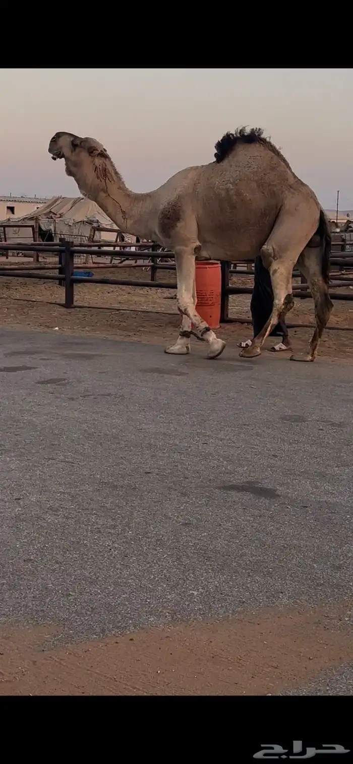 فحل حمر مشروط وسليم للبيع 3