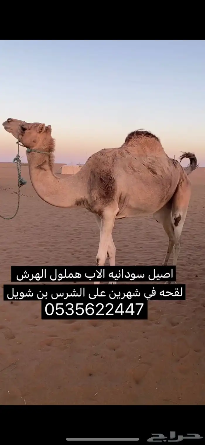 ناقه اصيل للبيع 0