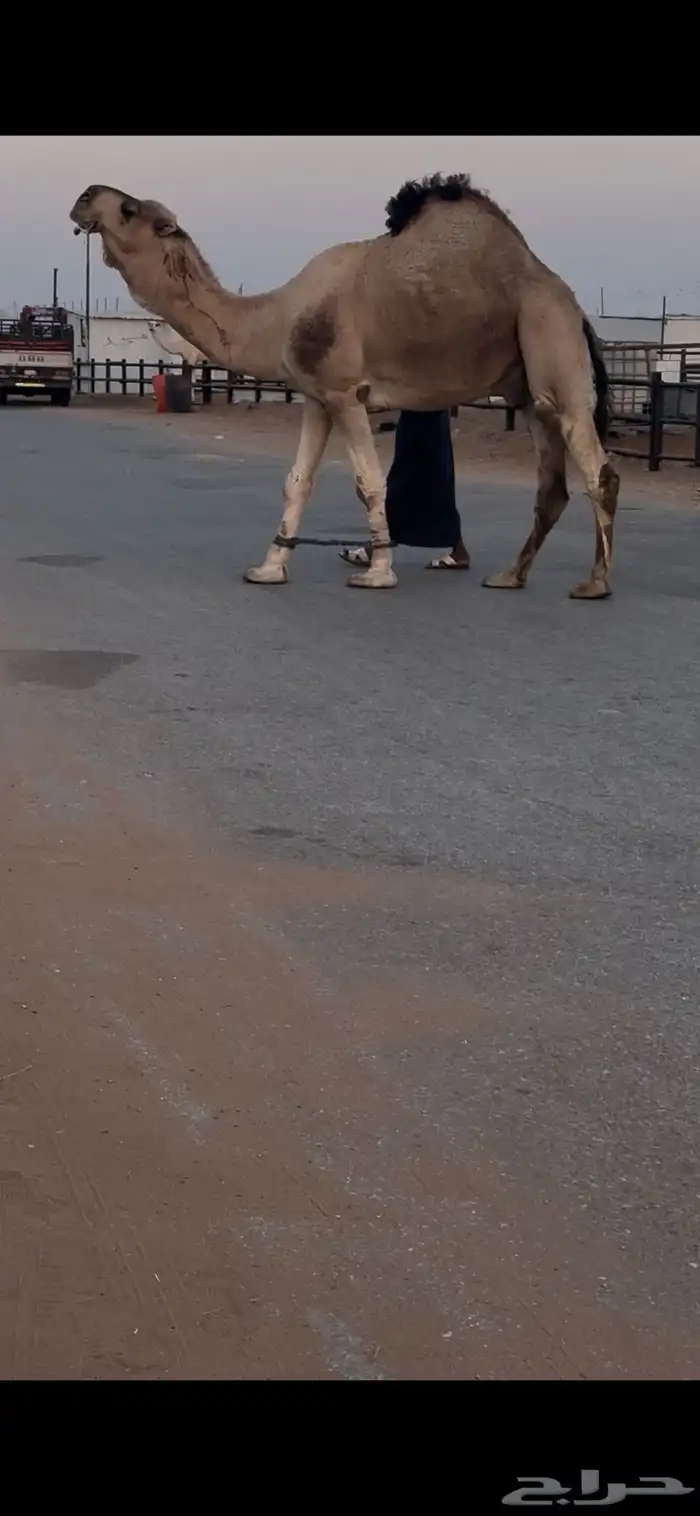 فحل حمر مشروط وسليم للبيع 0