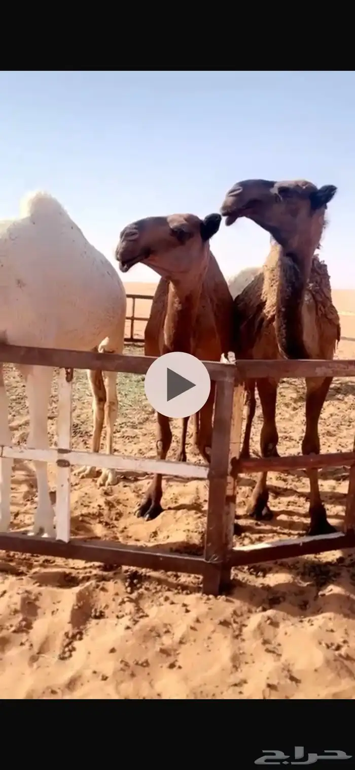 فحل حمر مشروط وسليم للبيع 8