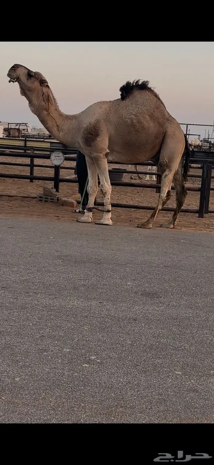 فحل حمر مشروط وسليم للبيع 1