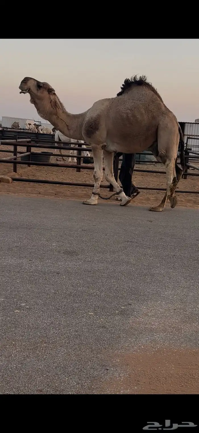 فحل حمر مشروط وسليم للبيع 4