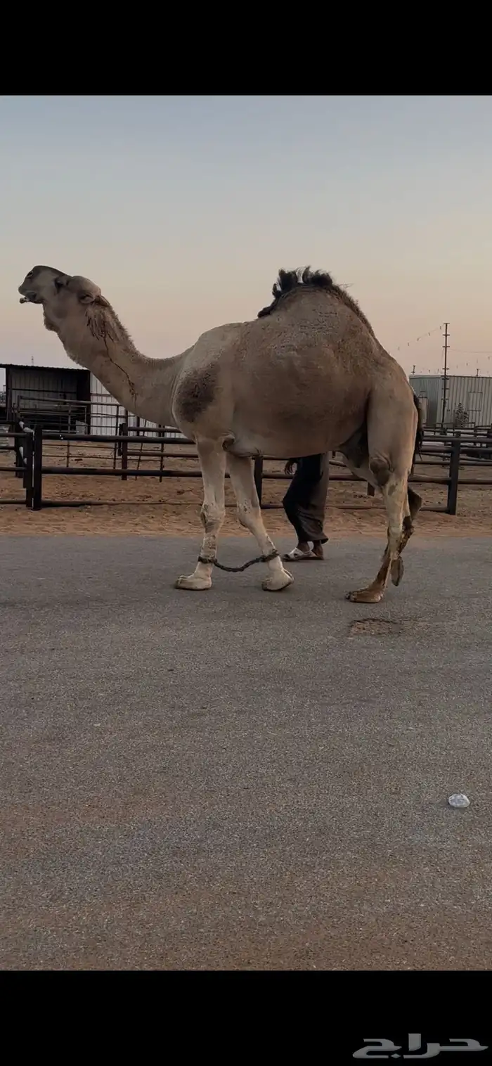 فحل حمر مشروط وسليم للبيع 5