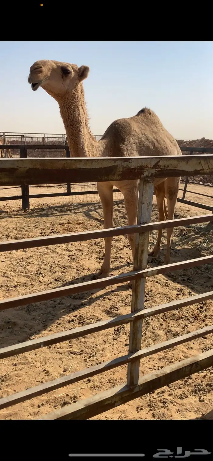 للبيع بكره حمراء ياهل الزين 1