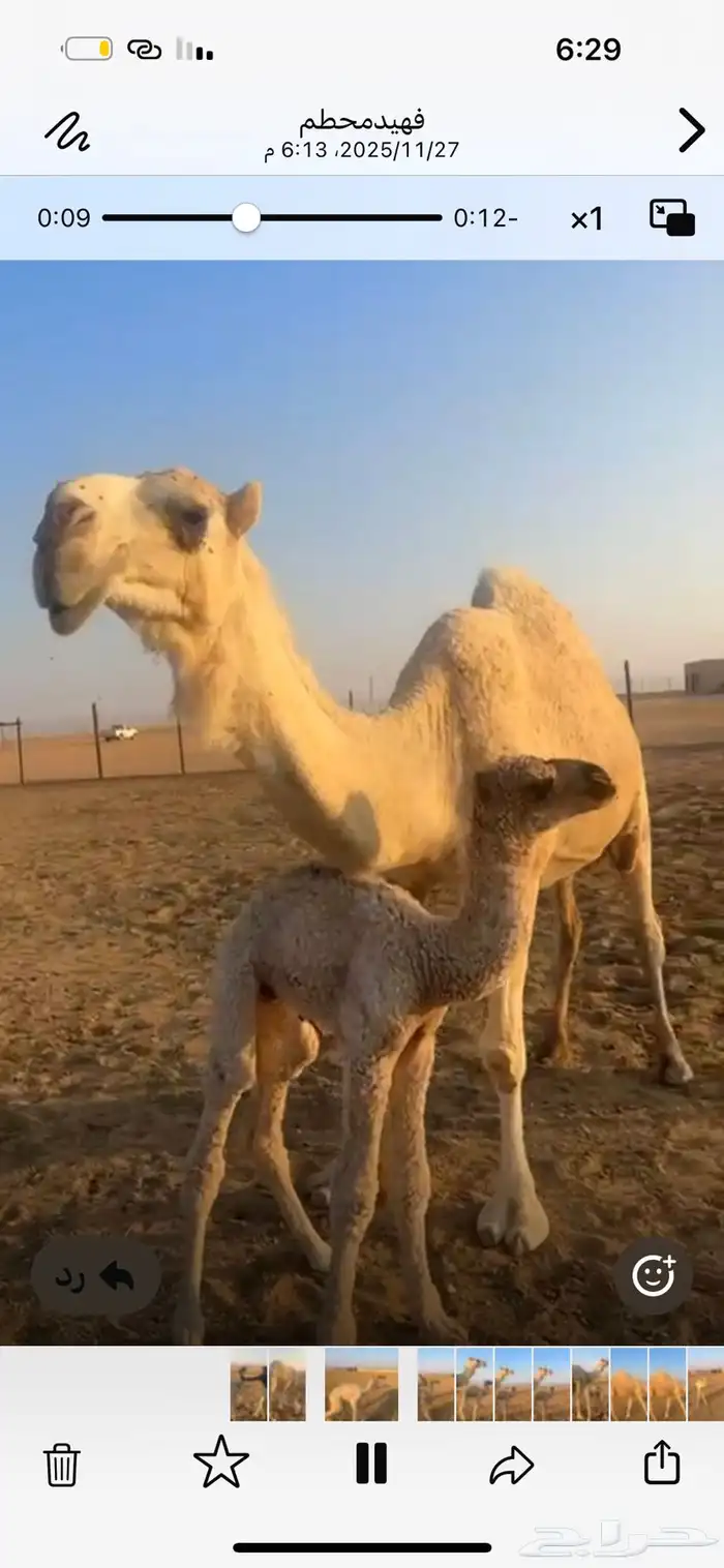 خلفه ثنووعلى جميع الشروط 0