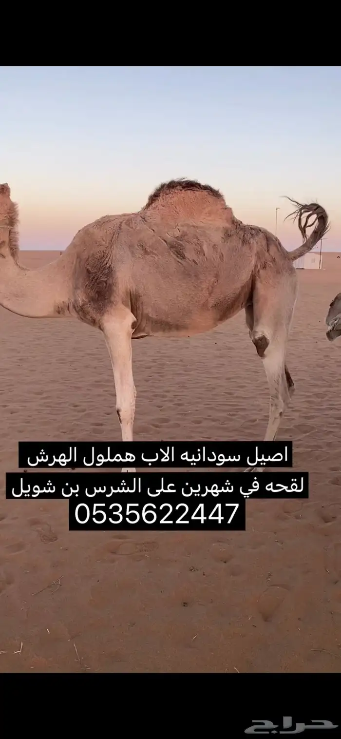 ناقه اصيل للبيع 1
