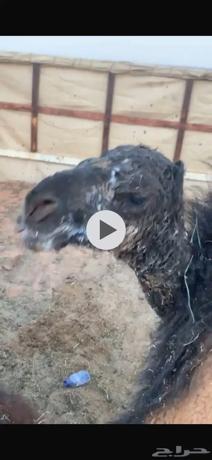 فحل حمر مشروط وسليم للبيع 7