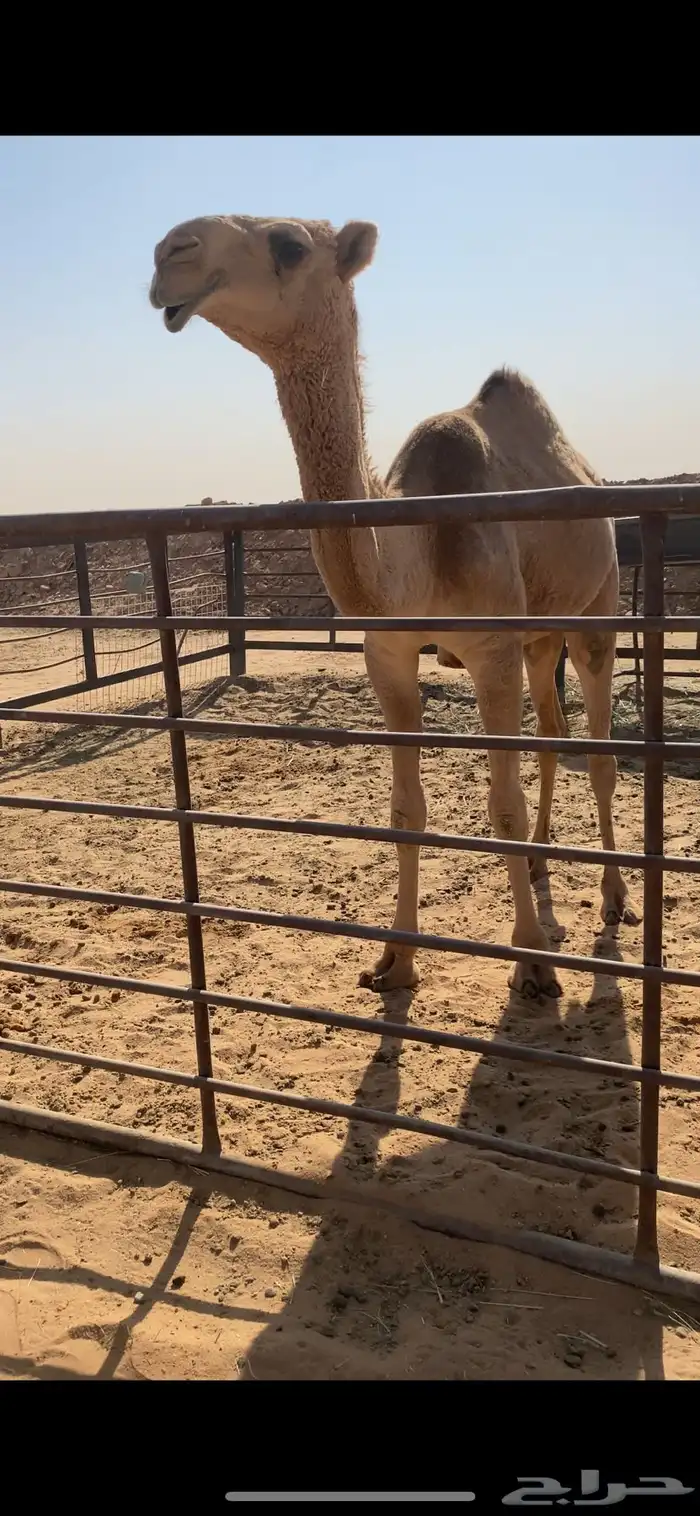 للبيع بكره حمراء ياهل الزين 3