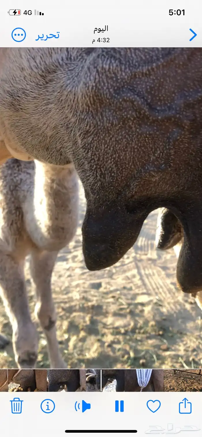 خلفة حمراء مجاهيم 0