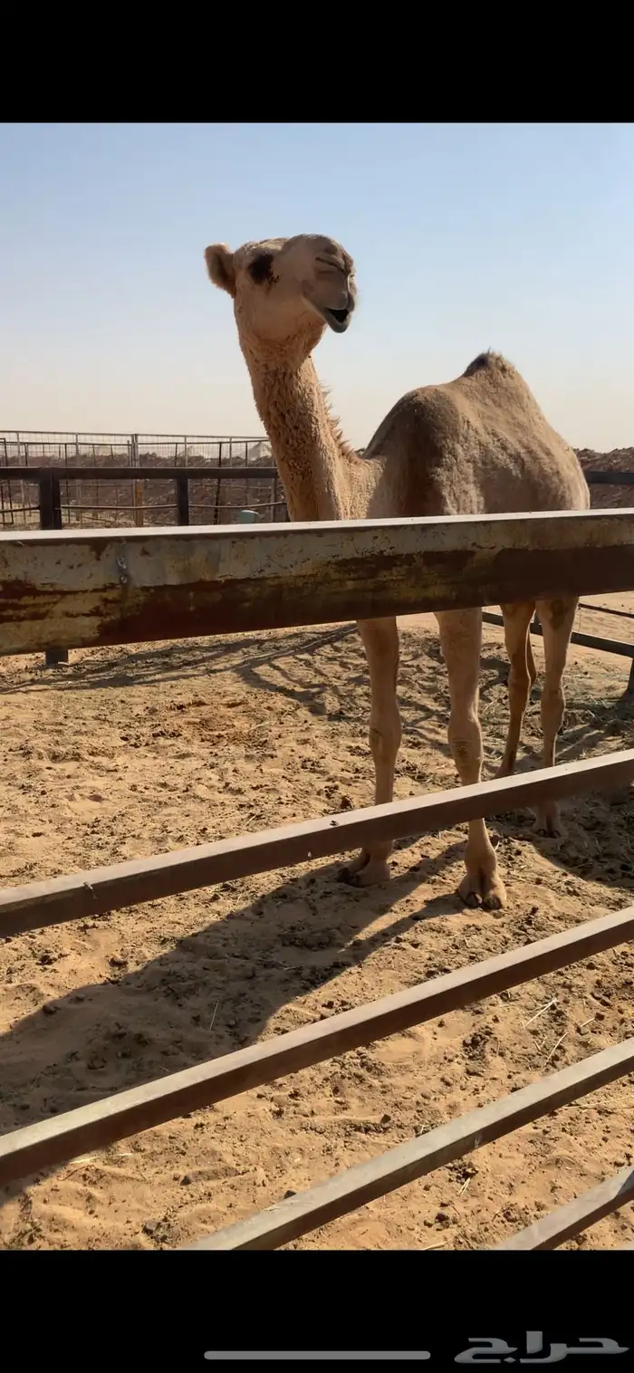 للبيع بكره حمراء ياهل الزين 2