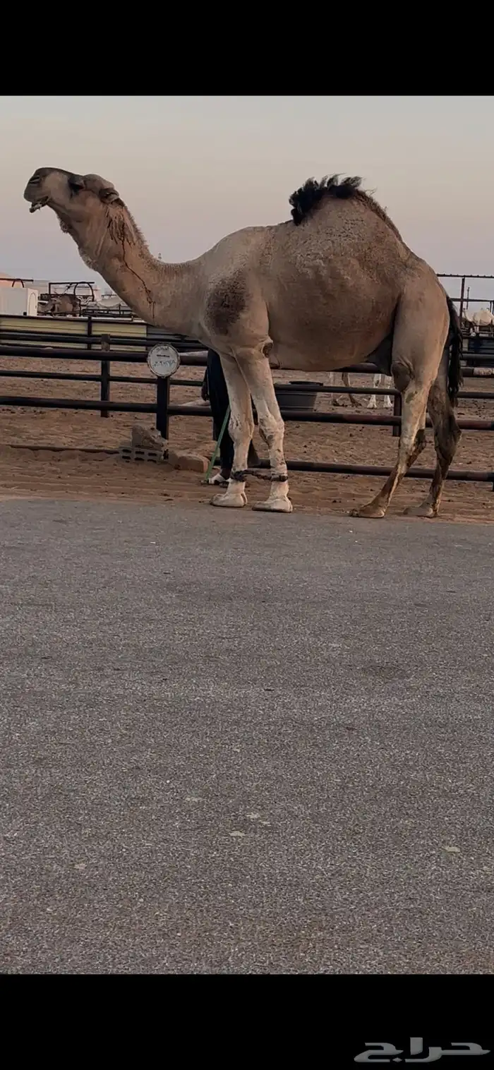 فحل حمر مشروط وسليم للبيع 2