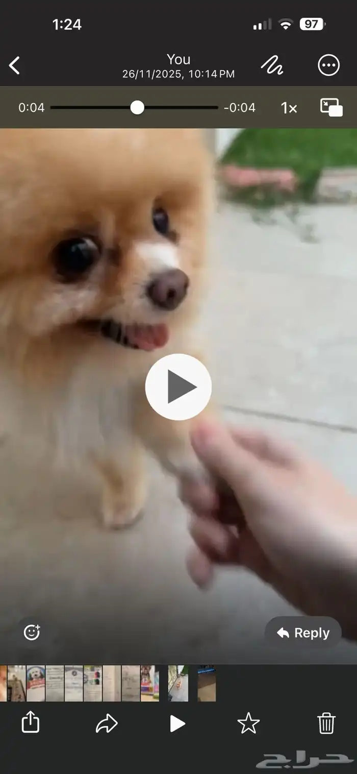 تيدي فايس Pomeranian بوميرانيان 2