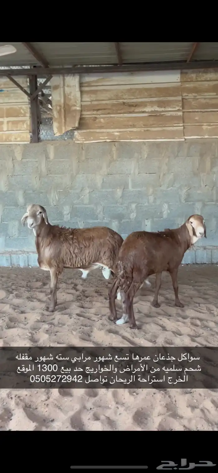 سواكل حميريات 0